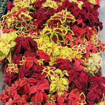 Texas Color Plants - Nurseries & Gardening Near Me - Stafford, Texas Texas Color Plants - Nurseries & Gardening Near Me - Stafford, Texas