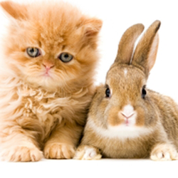 Dunes Animal Hospital