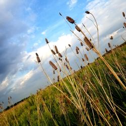 Miller Meadow Forest Preserve