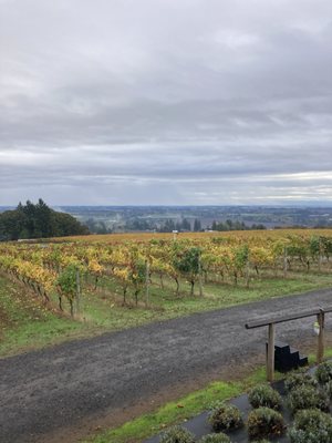 Durant Vineyards Tasting Room by null