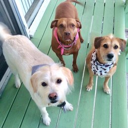 The whole happy, sweet-smelling pack
