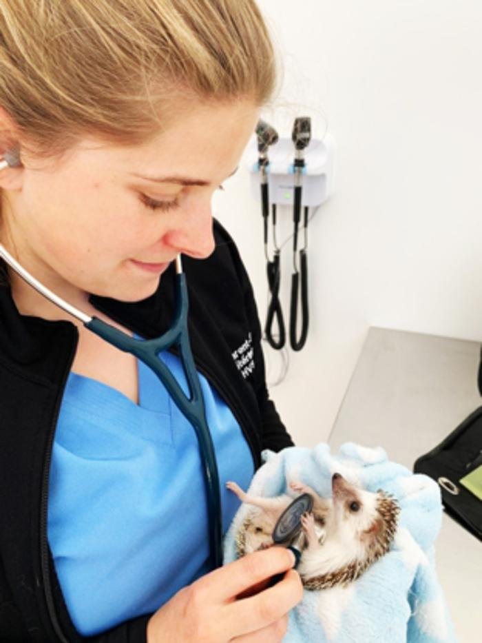 HÔPITAL VÉTÉRINAIRE SAINTEAGATHE Updated September 2024 10 Photos