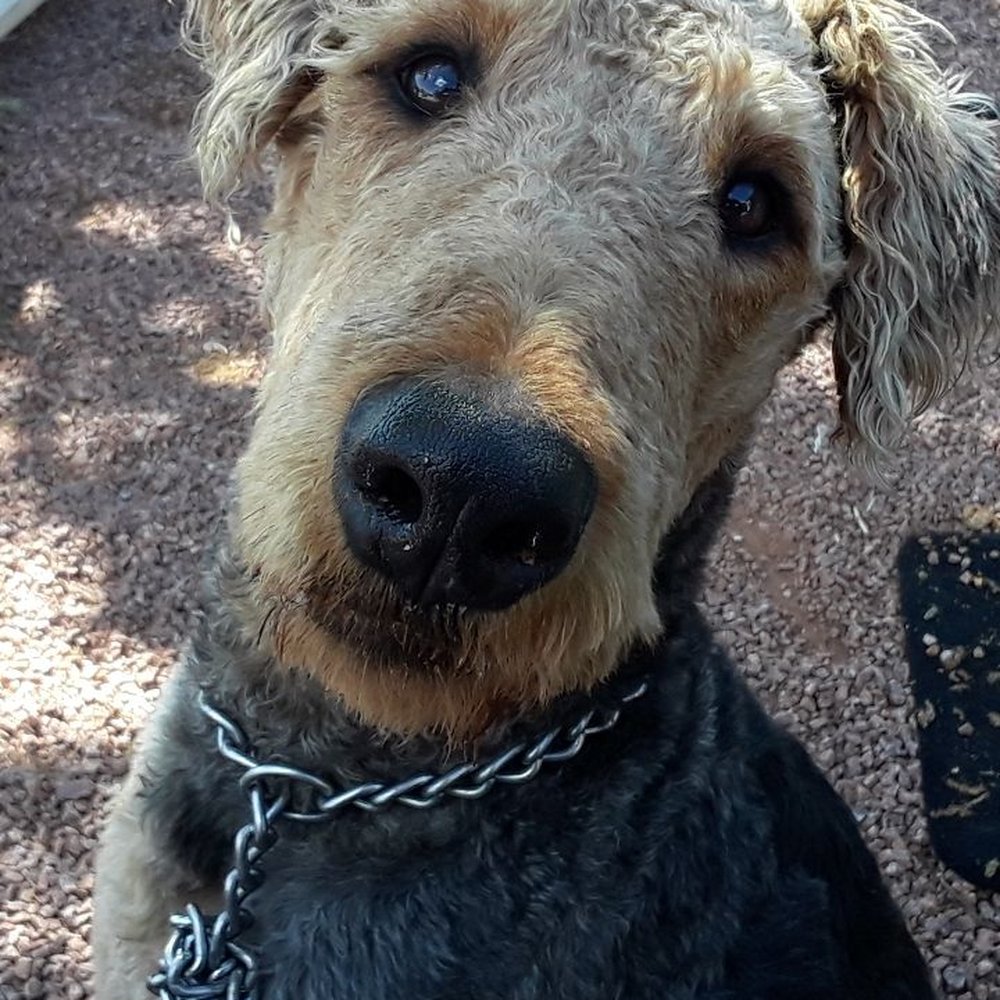 Pahrump grooming - Jax's - Pet Groomers Near Me - Pahrump, Nevada Pahrump grooming - Jax's - Pet Groomers Near Me - Pahrump, Nevada