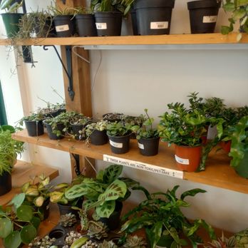 House Of Plants - Inside the store - Nurseries & Gardening Near Me - Ottawa, Ontario House Of Plants - Inside the store - Nurseries & Gardening Near Me - Ottawa, Ontario