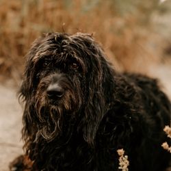 Rover Veterinary Care At Home Euthanasia - Pazza dog
