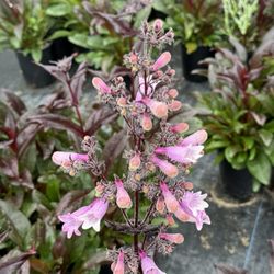 Monterey Bay Nursery