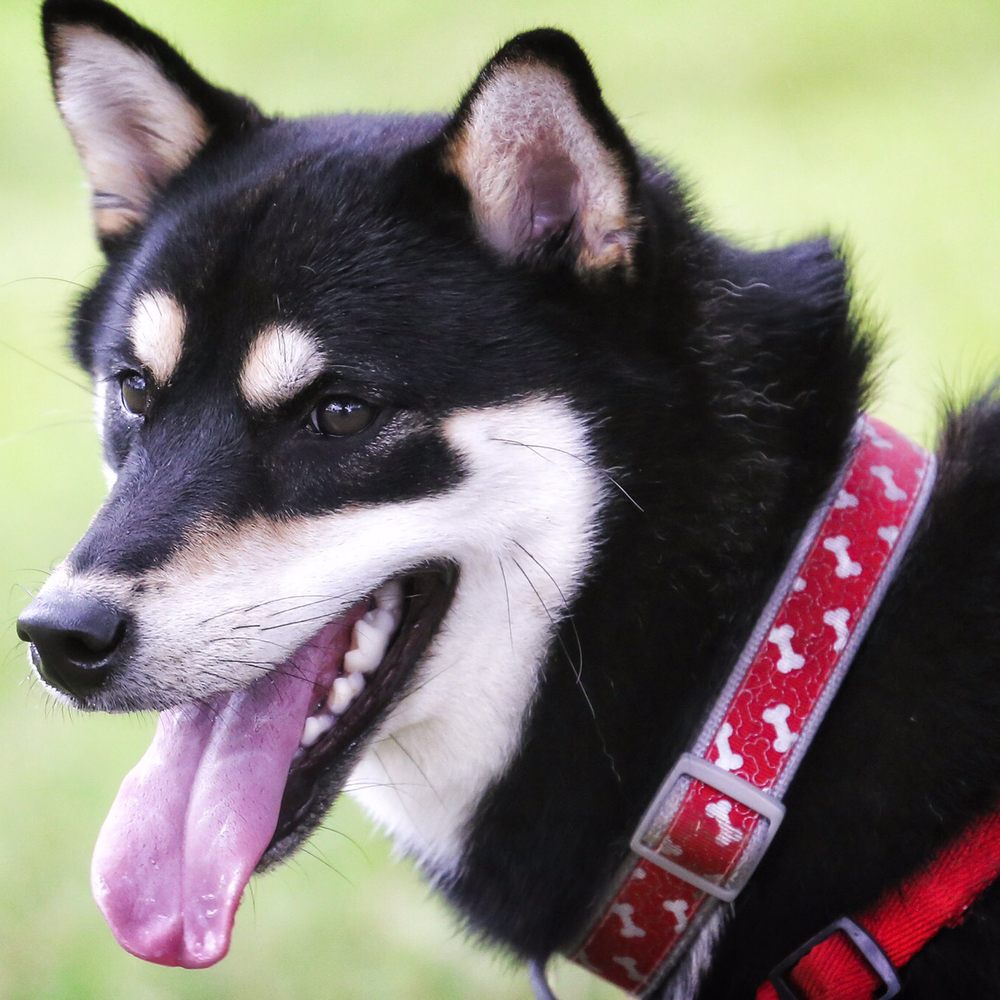 Diamond Head Bark Park - A park regular took pictures of Kintsugi and shared them with me. Thank you for this! - Dog Parks Near Me - Honolulu, Hawaii Diamond Head Bark Park - A park regular took pictures of Kintsugi and shared them with me. Thank you for this! - Dog Parks Near Me - Honolulu, Hawaii