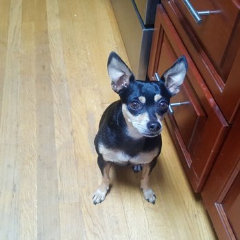 The Pet Set - Pet Sitting Near Me - Long Beach, California The Pet Set - Pet Sitting Near Me - Long Beach, California
