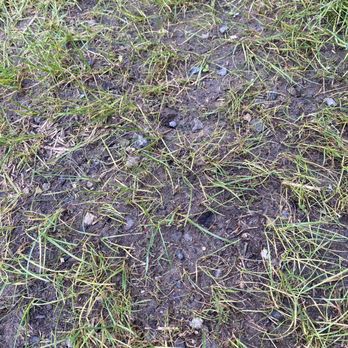Giglio Landscape Services - a patch of grass with small rocks - Landscaping Near Me - Norwalk, Connecticut Giglio Landscape Services - a patch of grass with small rocks - Landscaping Near Me - Norwalk, Connecticut