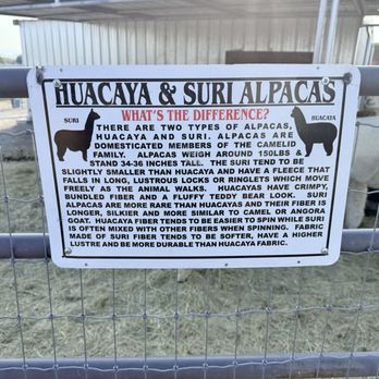 Sawdust Alpacas - Attraction Farms Near Me - Fallon, Nevada Sawdust Alpacas - Attraction Farms Near Me - Fallon, Nevada