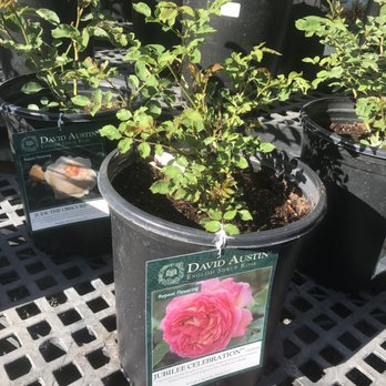 E D Wilson Roses-DEW Gardens - Jubilee Celebration rose - Nurseries & Gardening Near Me - Petaluma, California