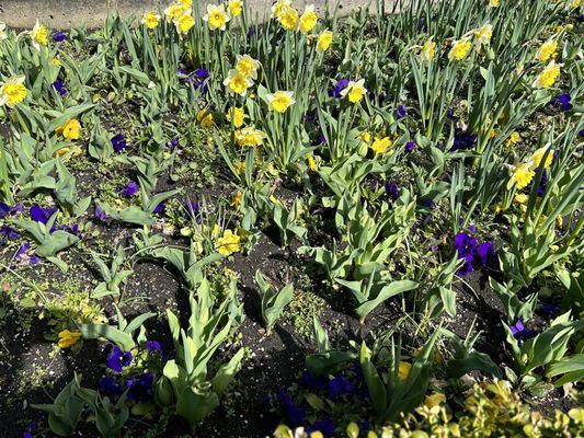 The University of British Columbia by null