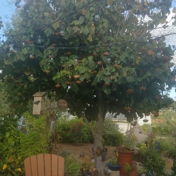 Select Tree Service - Before - Tree Services Near Me Select Tree Service - Before - Tree Services Near Me