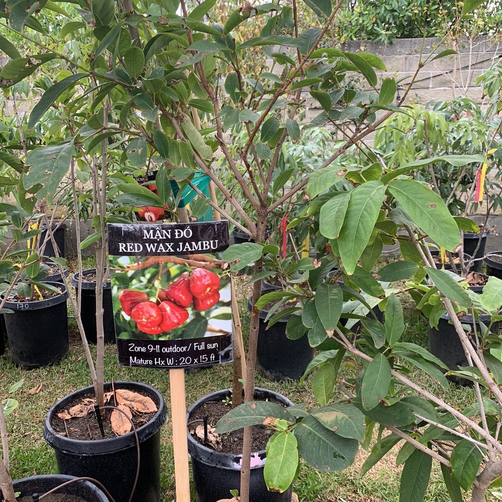 Viet Garden - Nurseries & Gardening Near Me - Whittier, California Viet Garden - Nurseries & Gardening Near Me - Whittier, California