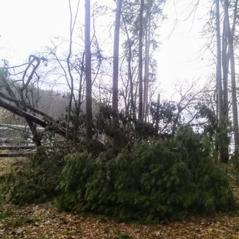 Acorns Tree Service - Storm damaged trees - Tree Services Near Me - Decatur , Tennessee Acorns Tree Service - Storm damaged trees - Tree Services Near Me - Decatur , Tennessee
