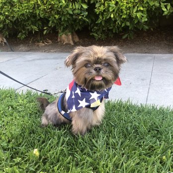 Zoom 2 Groom - Moose after his second "puppy cut" - Pet Groomers Near Me - Montrose, California Zoom 2 Groom - Moose after his second "puppy cut" - Pet Groomers Near Me - Montrose, California