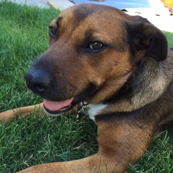 The Aunties Petsitting - Cleo is so happy in her new forever home! - Pet Sitting Near Me - Denver, Colorado The Aunties Petsitting - Cleo is so happy in her new forever home! - Pet Sitting Near Me - Denver, Colorado