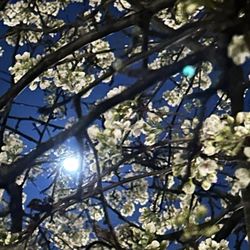 Dutchess Reiki Center for Animal and Human Healing - Moon work