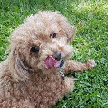 Christina's Dog Grooming - Pet Groomers Near Me - Monrovia, California