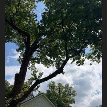 KJA Landscaping - Tree prior to removal - Tree Services Near Me - Brooklyn, Maryland