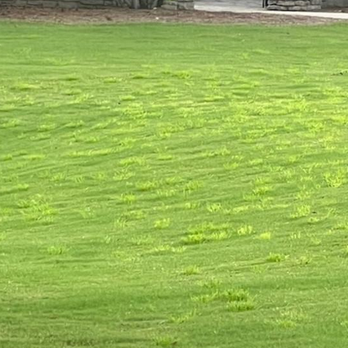 The Crest at Laurel Canyon - crabgrass running rampant - Apartments Near Me - Canton, Georgia The Crest at Laurel Canyon - crabgrass running rampant - Apartments Near Me - Canton, Georgia