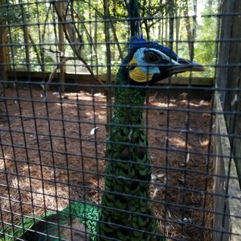 Sylvan Heights Bird Park - Parks Near Me - Scotland Neck, North Carolina Sylvan Heights Bird Park - Parks Near Me - Scotland Neck, North Carolina
