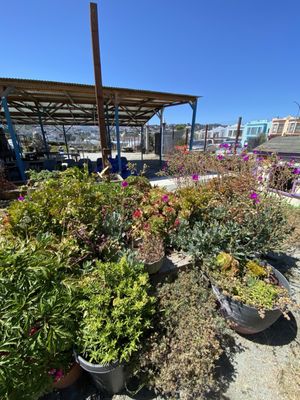 Florence Fang Community Farm by null