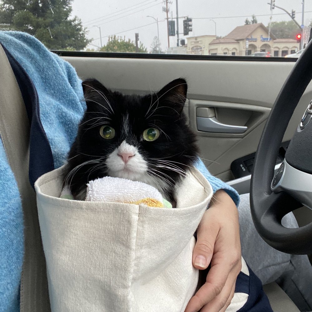 Amanda's Mobile Pet Grooming - Cat in the bag - Pet Groomers Near Me Amanda's Mobile Pet Grooming - Cat in the bag - Pet Groomers Near Me