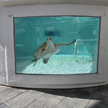 Loggerhead Marinelife Center - Community Service/Non-Profit Near Me - Juno Beach, Florida