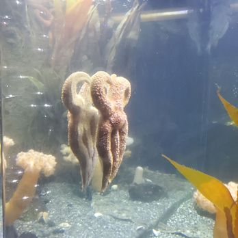 Downtown Aquarium - Museums Near Me - Denver, Colorado Downtown Aquarium - Museums Near Me - Denver, Colorado