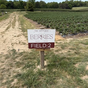 The Ivy Place- Berry Farm - Pick Your Own Farms Near Me - Lancaster, South Carolina The Ivy Place- Berry Farm - Pick Your Own Farms Near Me - Lancaster, South Carolina