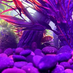 Ocean Aquarium - Fishes are so peaceful and give us sense of purpose, I love them.