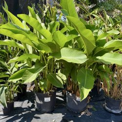 GARDENWORKS - Healthy Big Plants!