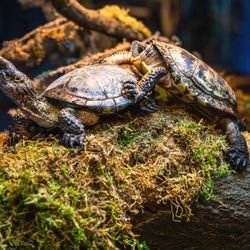 Aquarium Of The Bay - Turtle