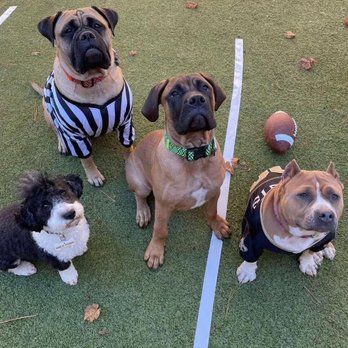 Camp Bow Wow - Pet Sitting Near Me - Duluth, Georgia