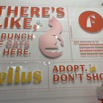 Felius Cat Café & Rescue - Pet Adoption Near Me - Omaha, Nebraska Felius Cat Café & Rescue - Pet Adoption Near Me - Omaha, Nebraska