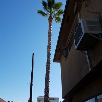 Esparza Landscaping - a palm tree in a residential area - Tree Services Near Me Esparza Landscaping - a palm tree in a residential area - Tree Services Near Me
