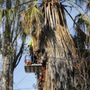 Photo of Bay to Sac Tree Services