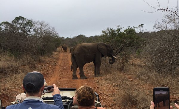 Lion World Travel by null