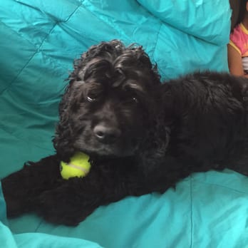 Pawsible independence - Pet Services Near Me Pawsible independence - Pet Services Near Me