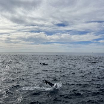 Legacy Whale Watch - Whale Watching Tours Near Me - San Diego, California Legacy Whale Watch - Whale Watching Tours Near Me - San Diego, California