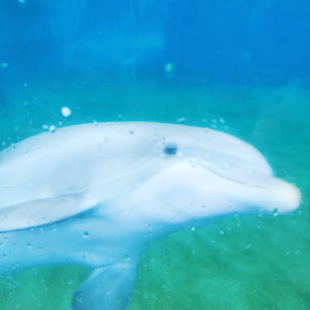 DOLPHIN NURSERY Updated October 2024 49 Photos 7007 Sea World Dr