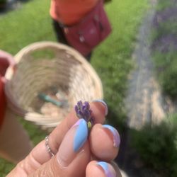 Kharis Lavender Fields