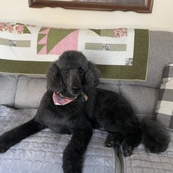 Best Grooming
