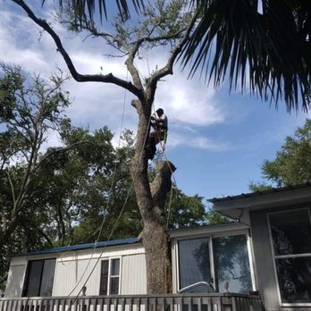 Mario Tree Crew Service - Tree Services Near Me Mario Tree Crew Service - Tree Services Near Me