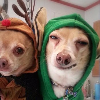 Head To Tail Dog Grooming - Merry Christmas! - Pet Groomers Near Me - Merced, California Head To Tail Dog Grooming - Merry Christmas! - Pet Groomers Near Me - Merced, California