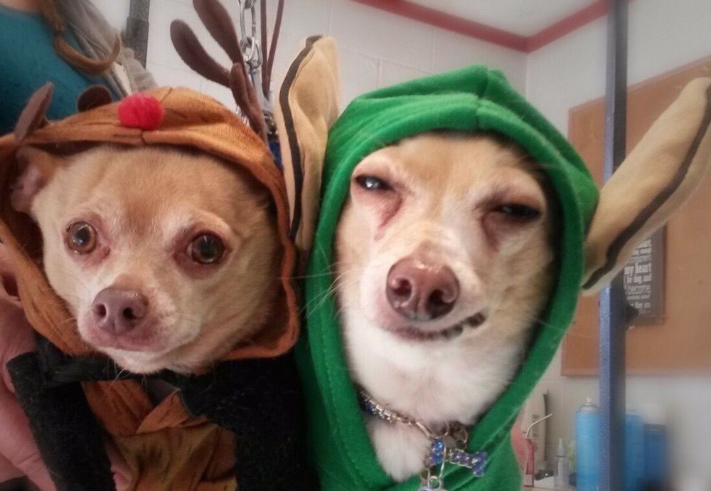 HEAD TO TAIL DOG GROOMING 2521 Santa Fe Dr, Merced, CA Yelp