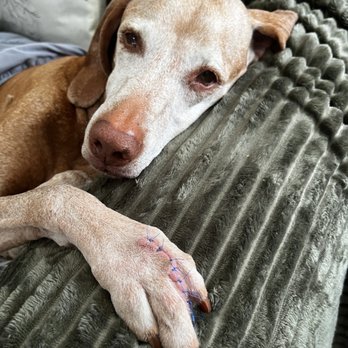 Randhurst Animal Hospital - Her beautiful incision! - Veterinarians Near Me - Mount Prospect, Illinois Randhurst Animal Hospital - Her beautiful incision! - Veterinarians Near Me - Mount Prospect, Illinois