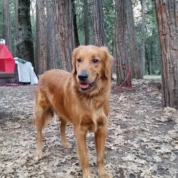 Observatory Campground - Sir Copper The Great - Campgrounds Near Me - Palomar Mountain, California