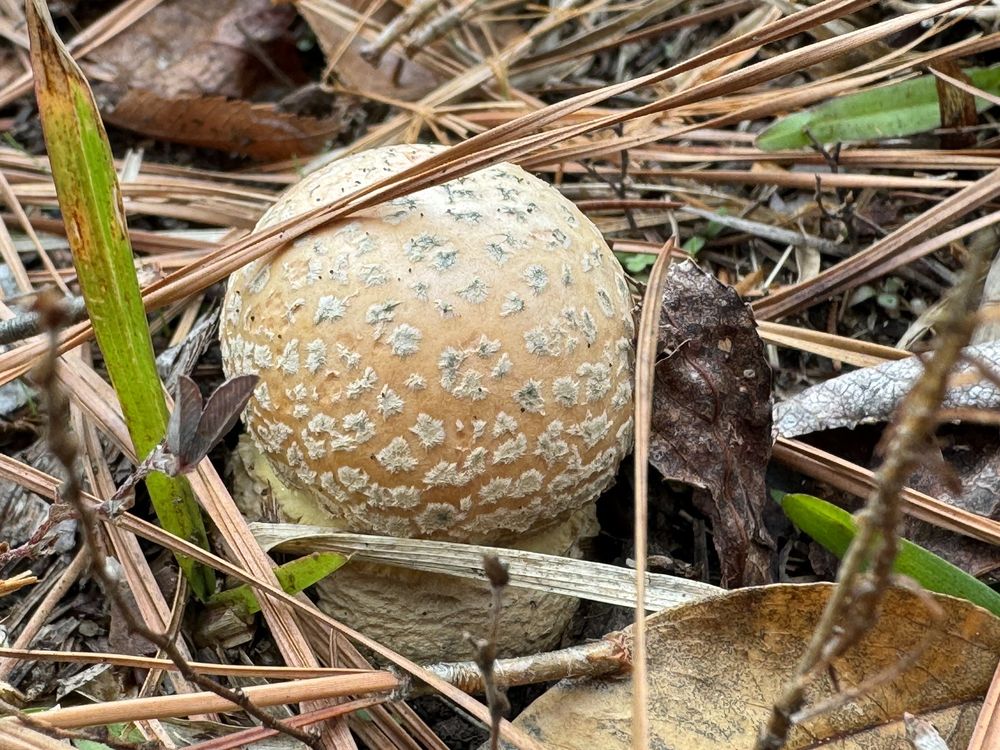 A H Stephens State Park Logo